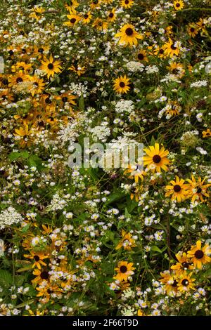 Un giardino naturale di fiori selvatici prati, tra cui Susan dagli occhi neri, Daisy Fleabane e il Merletto della Regina Ann che cresce selvatico nella Pocono Mountain della Pennsylvania Foto Stock