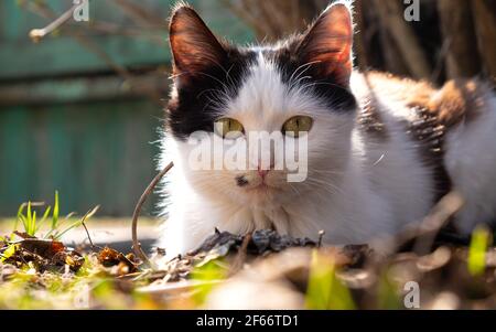 gattino crogiolarsi al sole primaverile in un guardaroba all'aperto. Foto Stock