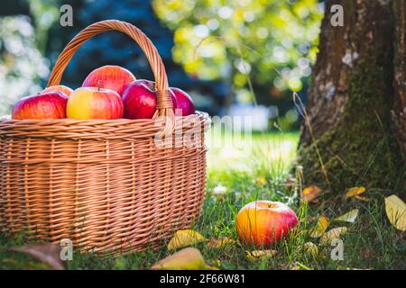 Mele mature raccolte in paniere di vimini. Mela rossa in erba. Raccolta di frutta in giardino alla stagione autunnale Foto Stock