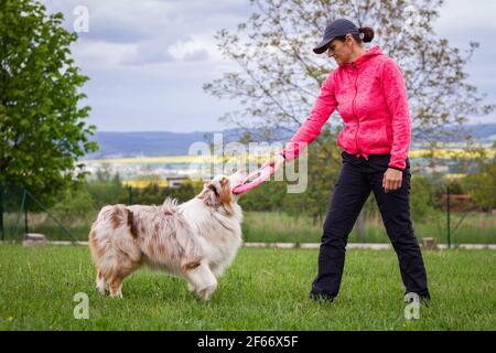Australian Shepherd gioca con un disco di plastica all'aperto. Donna e il suo cane. PET proprietario addestramento cane purebred Foto Stock
