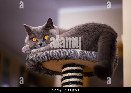 Gatto britannico shorthair che riposa nel letto dell'animale domestico. Gatto domestico carino con gli occhi belli che guardano la macchina fotografica mentre si sdraiano in soggiorno Foto Stock