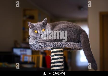 Gatto britannico shorthair che riposa nel letto dell'animale domestico. Gatto domestico carino con gli occhi belli che guardano la macchina fotografica mentre si sdraiano in soggiorno Foto Stock