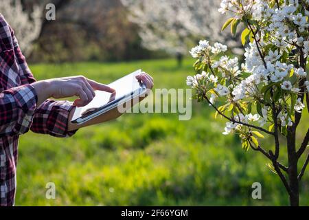 Giardiniere che usa il calcolatore durante il controllo di qualità di albero della frutta in fiore in frutteto. Tecnologia moderna e Internet delle cose nel concetto agricolo Foto Stock