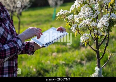 Donna che usa il tablet digitale mentre esamina l'albero di frutta fiorente in frutteto. Coltivatore che utilizza la tecnologia moderna durante il controllo di qualità. Concetto di agricoltura Foto Stock