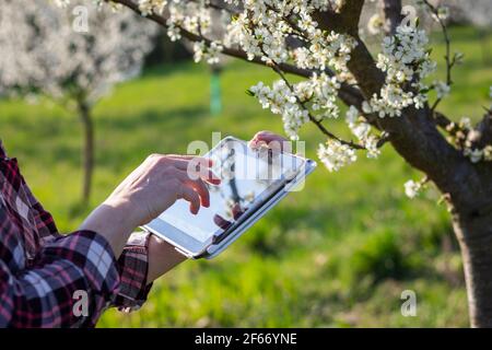 Coltivatore che usa la tavoletta digitale mentre esamina l'albero della frutta fiorente in frutteto. Analisi dei dati durante il controllo di qualità. Agricoltura e tecnologia moderna Foto Stock