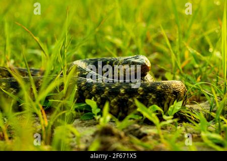 PET Snake Buff Striped Keelback seduta lentamente arrotondata sull'erba verde della pianta. Anfibio stolatum serpente non aggressivo e non è pericoloso Foto Stock