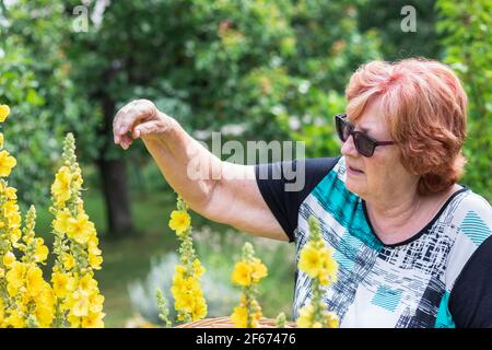 Donna anziana attiva che raccoglie il fiore di verbascum per la medicina alternativa di erbe. Pensione raccogliere mullein erba dal giardino Foto Stock
