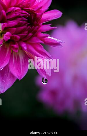 una goccia di rugiada singola su un crisantemo in fiore lilla Foto Stock