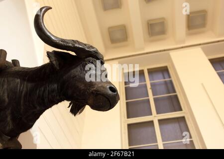 Capo di capra su un muro di costruzione Foto Stock