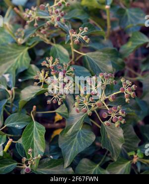 Immagine verticale di sfondo verde italiano edera con frutti porpora Foto Stock