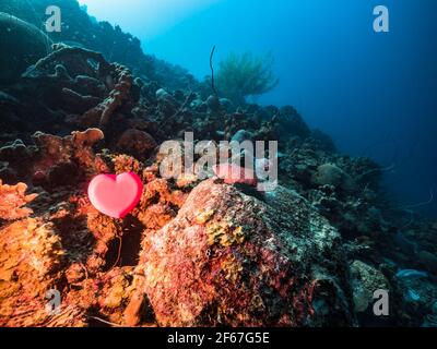 Mare con cuore rosso nella barriera corallina del Mar dei Caraibi, Curacao, San Valentino Foto Stock