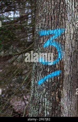 Spray dipinti numeri dipinti su alberi in Pennsylvania per il Industria del legno Foto Stock