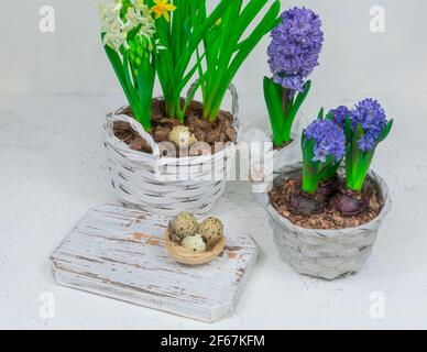 Un nido decorativo fatto di fieno con uova di quaglia all'interno. Sullo sfondo di narcisi gialle e giacinti blu. Decorazione della tavola di Pasqua. Pasqua Foto Stock