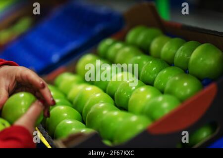 Mele verdi deliziose sulla linea di confezionamento al magazzino della frutta. Industria alimentare. Foto Stock