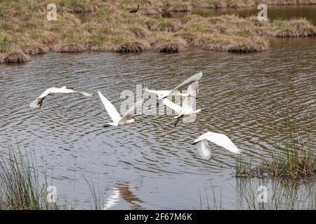 Spatola eurasiatica (Platalea leucorodia) Volare alle paludi del Parco Nazionale di Doñana Foto Stock