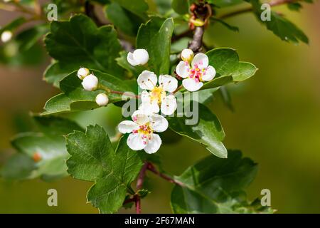 Fiore di un biancospino, Crataegus monogyna, in primavera. Crataegus monogyna, biancospino, è una pianta fiorente appartenente alla famiglia delle Rosaceae. Biancospino, Cr Foto Stock