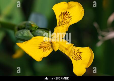 Acqua gialla Iris flower (Iris Pseudacorus). Iris pseudacorus o giglio giallo, è una specie perenne della famiglia delle Iridaceae. È nativo di Eurasia. Foto Stock