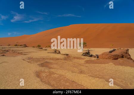 Alberi morti di cammello e dune rosse in Deadvlei, Sossusvlei, Namib-Naukluft Parco Nazionale, Namibia, sfondo cielo blu Foto Stock