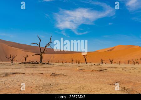 Alberi morti di cammello e dune rosse in Deadvlei, Sossusvlei, Namib-Naukluft Parco Nazionale, Namibia, sfondo cielo blu Foto Stock