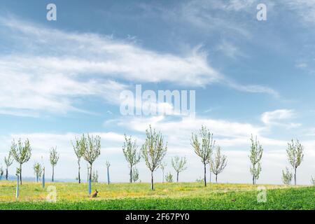 Paesaggio rurale minimo primavera con collina verde e alberi giovani Foto Stock