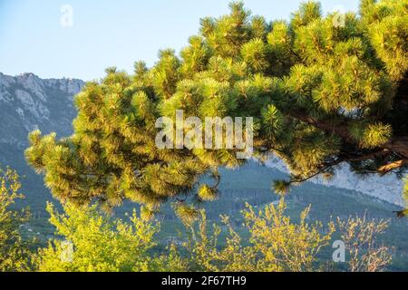 PNE albero sullo sfondo di alta montagna. Piccoli coni di pino alla fine dei rami. Aghi di pino sfocati sullo sfondo. Sfondo dell'albero di Natale Foto Stock