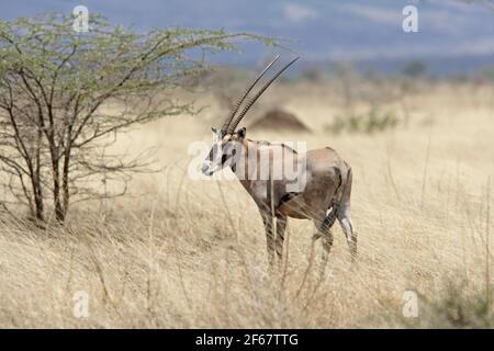 Beisa Oryx (Oryx beisa) maschio in piedi in erba secca Awash NP, Etiopia Aprile Foto Stock