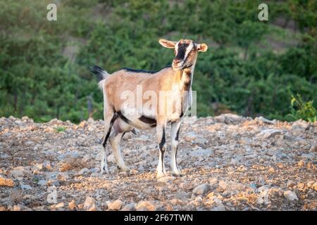 La capra domestica di colore marrone pascola su un pendio roccioso della montagna. Foto Stock