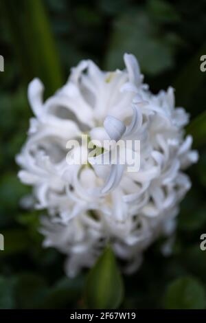 Primo piano di un solo fiore bianco del giacinto fiorente su sfondo verde scuro sfocato, la fragranza è un simbolo della primavera precoce Foto Stock
