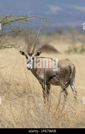 Beisa Oryx (Oryx beisa) maschio in piedi in erba secca Awash NP, Etiopia Aprile Foto Stock