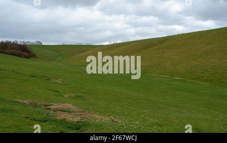 Ammira una valle di conigli di verruche sparse sul versante meridionale di Pewsey vale, Wiltshire, North Wessex Downs AONB Foto Stock