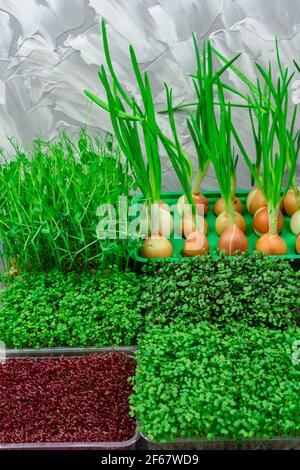 Sfondo di fogliame Microveret. Primo piano di micrograni. Germinazione dei semi a casa. Concetto di cibo vegano e sano Foto Stock