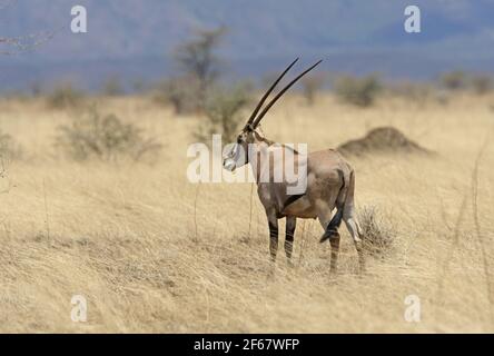 Beisa Oryx (Oryx beisa) maschio in piedi in erba secca Awash NP, Etiopia Aprile Foto Stock