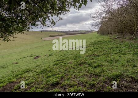 Ammira una valle di conigli di verruche sparse sul versante meridionale di Pewsey vale, Wiltshire, North Wessex Downs AONB Foto Stock