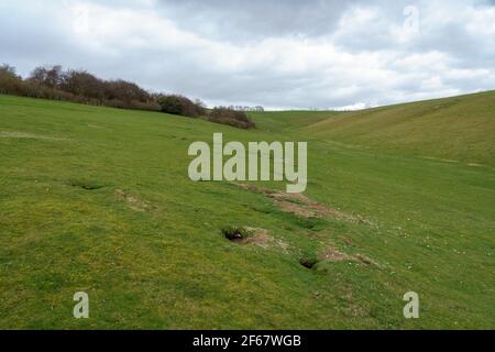 Ammira una valle di conigli di verruche sparse sul versante meridionale di Pewsey vale, Wiltshire, North Wessex Downs AONB Foto Stock