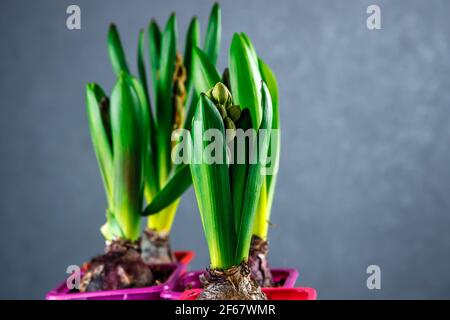 Germogli di giacinto in vasi di plastica. Piantine di fiori in contenitori di plastica. Foto Stock