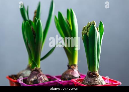 Germogli di giacinto in vasi di plastica. Piantine di fiori in contenitori di plastica. Foto Stock