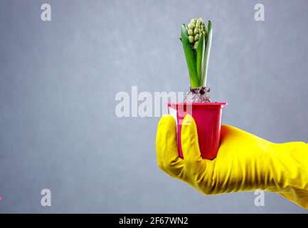 Una mano giallastra tiene una pentola di giacinti inaperti. Piantine in pentole. Foto Stock