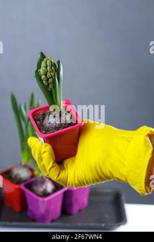 Una mano giallastra tiene una pentola di giacinti inaperti. Piantine in pentole. Foto Stock