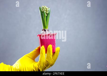 Una mano giallastra tiene una pentola di giacinti inaperti. Piantine in pentole. Foto Stock