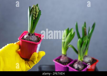 Una mano giallastra tiene una pentola di giacinti inaperti. Piantine in pentole. Foto Stock