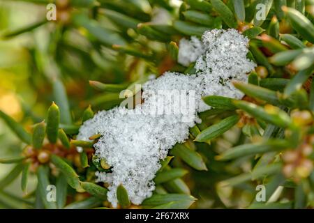 primo piano di neve su rami di tasso con aghi verdi Foto Stock