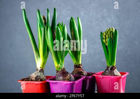 Germogli di giacinto in vasi di plastica. Piantine di fiori in contenitori di plastica. Foto Stock