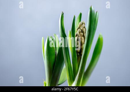 Germogli di giacinto in vasi di plastica. Piantine di fiori in contenitori di plastica. Foto Stock