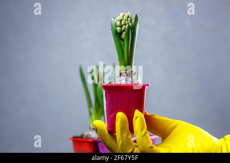 Una mano giallastra tiene una pentola di giacinti inaperti. Piantine in pentole. Foto Stock