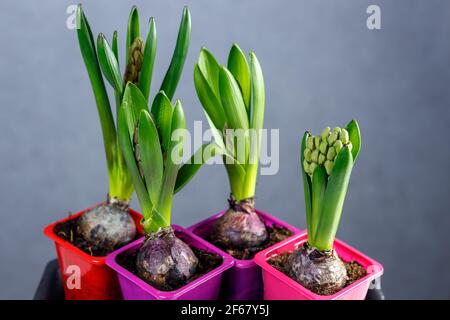 Germogli di giacinto in vasi di plastica. Piantine di fiori in contenitori di plastica. Foto Stock