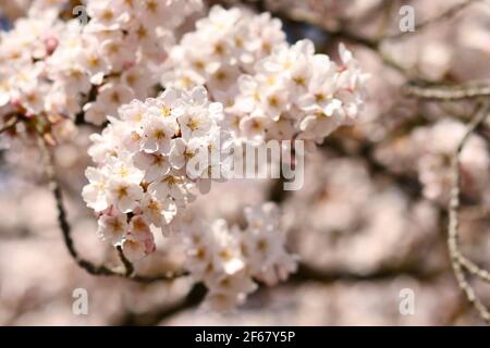 Fiori di ciliegio giapponese 'Somei Yoshino' fiore albero Foto Stock