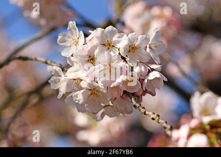 Fiori di ciliegio giapponese 'Somei Yoshino' fiore albero Foto Stock