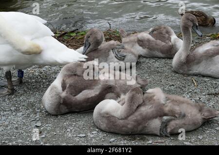 Mute Swan Cygnets nel Lake District Foto Stock