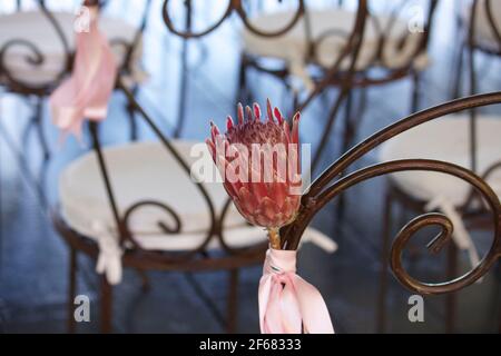 Fiore nazionale del Sud Africa, il protea Foto Stock