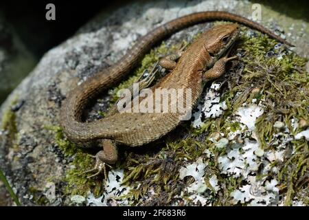 Lizard comune prendere il sole su una roccia Mossy su Loughrigg cadde nel Lake District Foto Stock